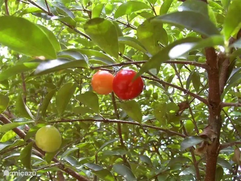 cherry tree in the yard