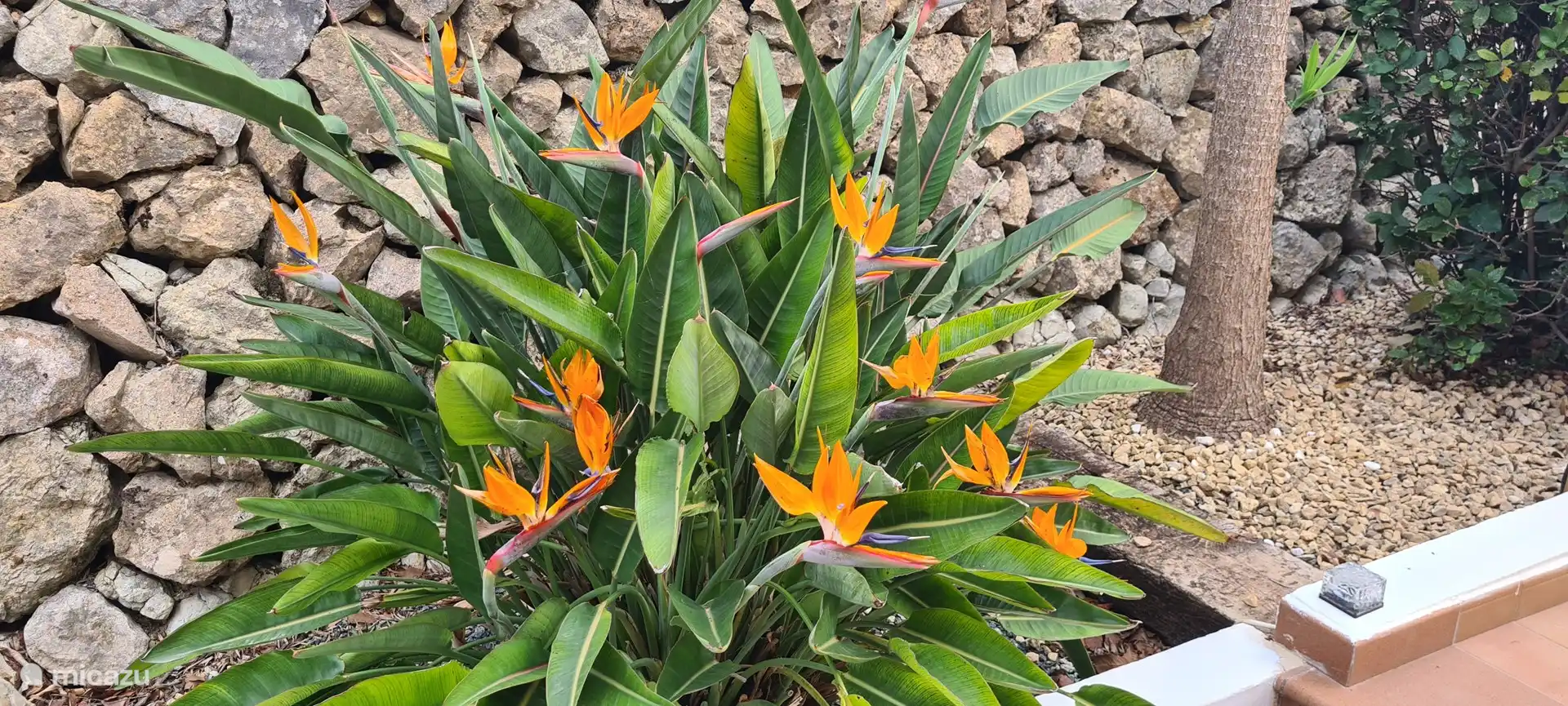 Sch&#246;ne Pflanzen im Garten