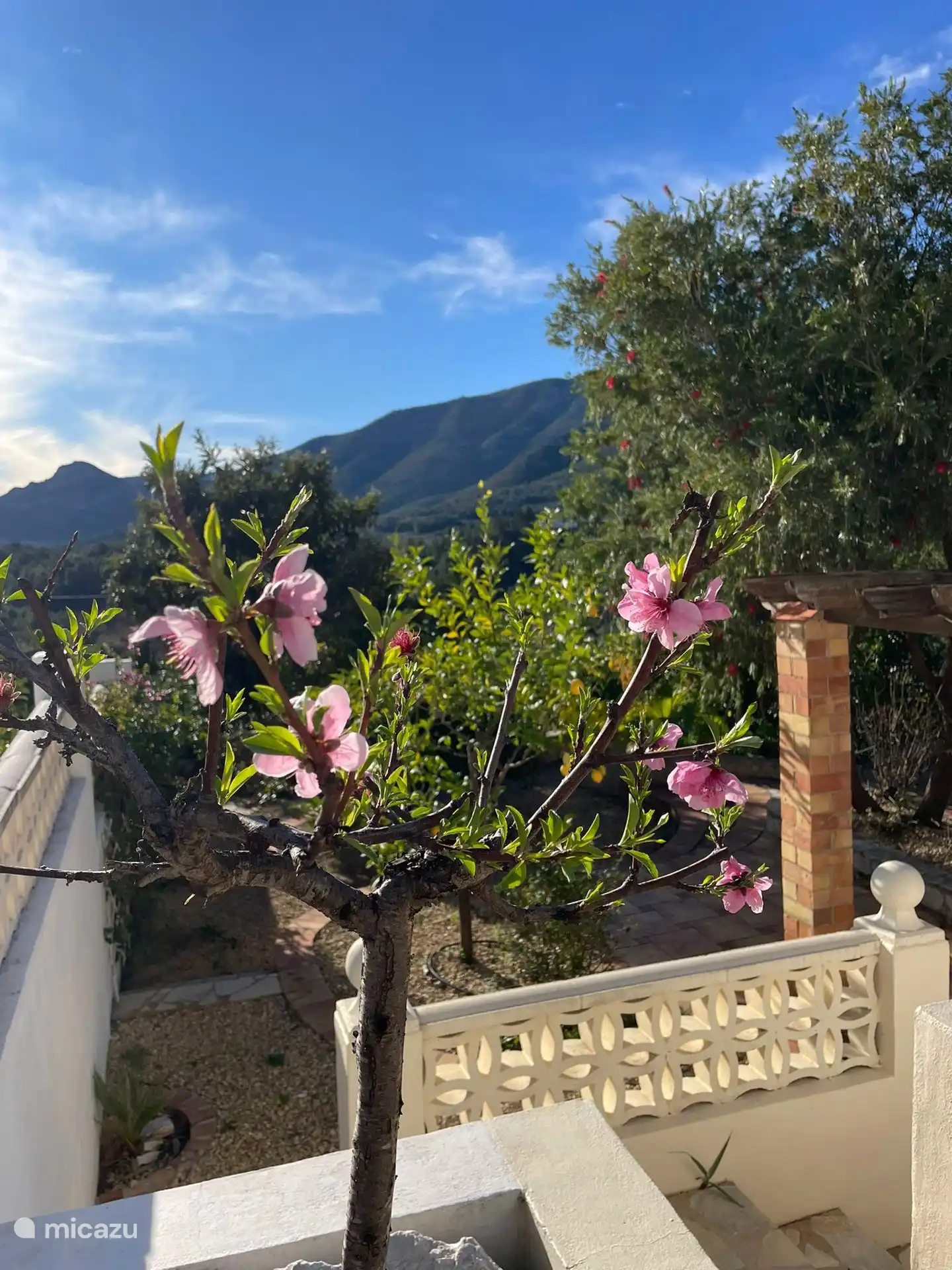 Verschillende fruitboompjes in de tuin, ogen niet alleen mooi in de lente, maar zorgen ook voor lekkers. 