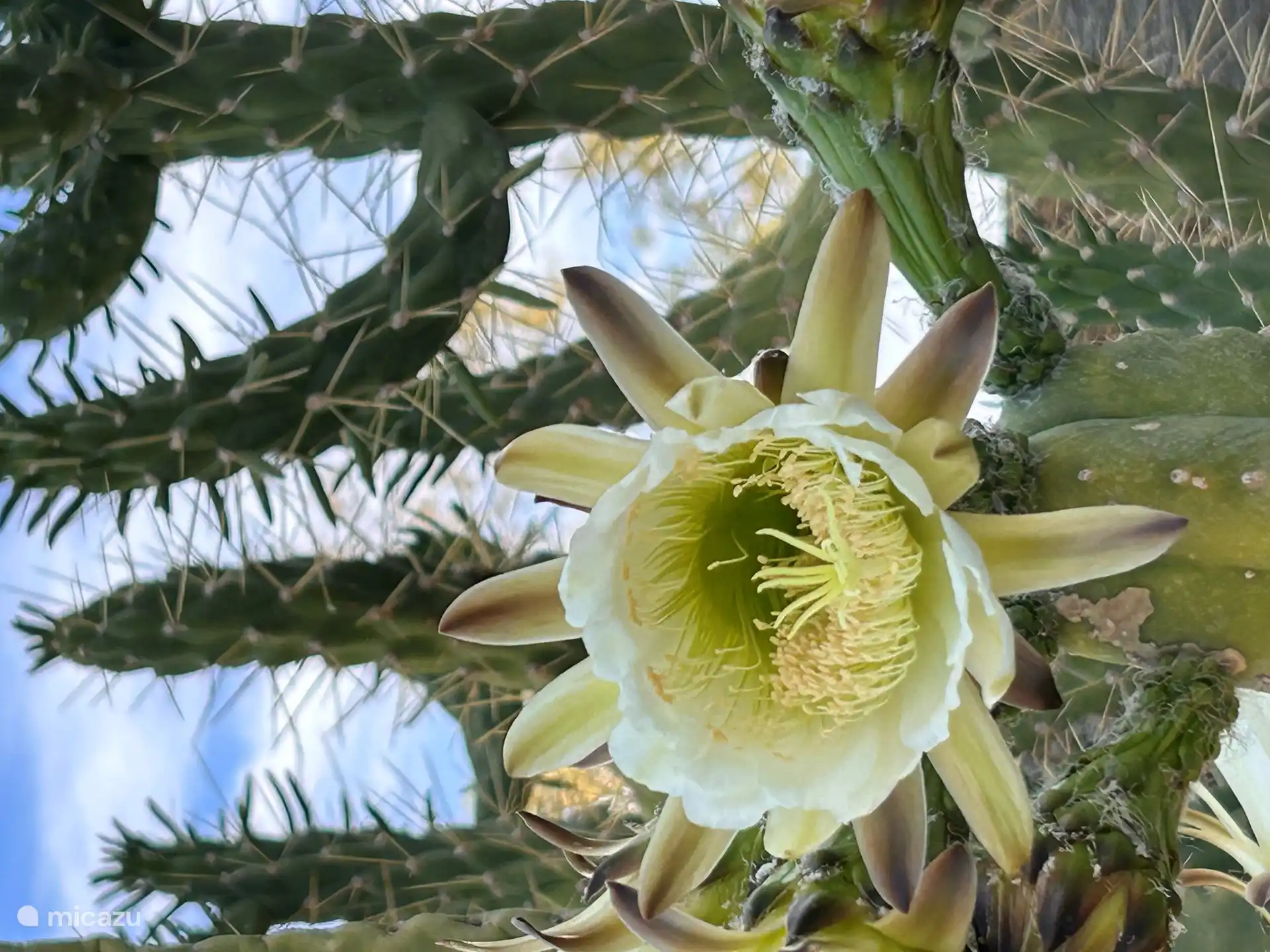 Wunderschöne Sukkulente in unserem Garten