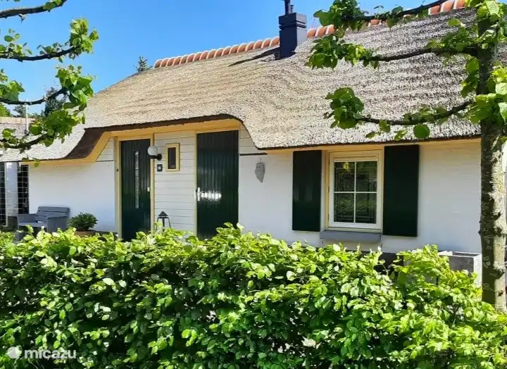 Sonnenblume in Niederlande, Gelderland, Putten - Bungalow