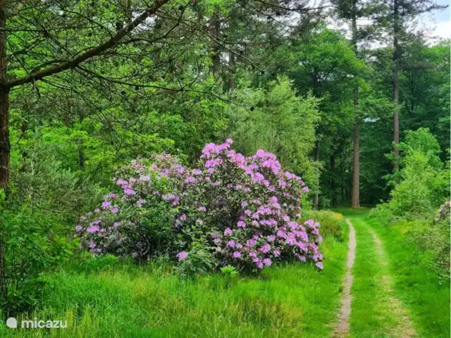 Tournesol | Pays-Bas, Gueldre, Wells - bungalow Speulderbos se trouve à 5 minutes à pied.