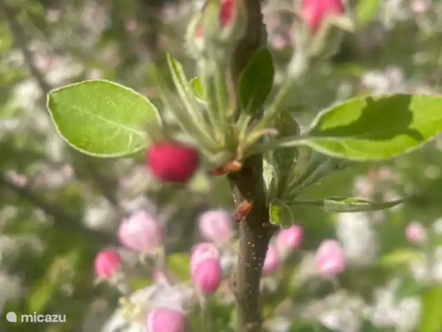 Location de Vacances Portugal, Santarém, Ferreira do Zêzere, ferme - Quinta Pura Natura Fleurs de pommier