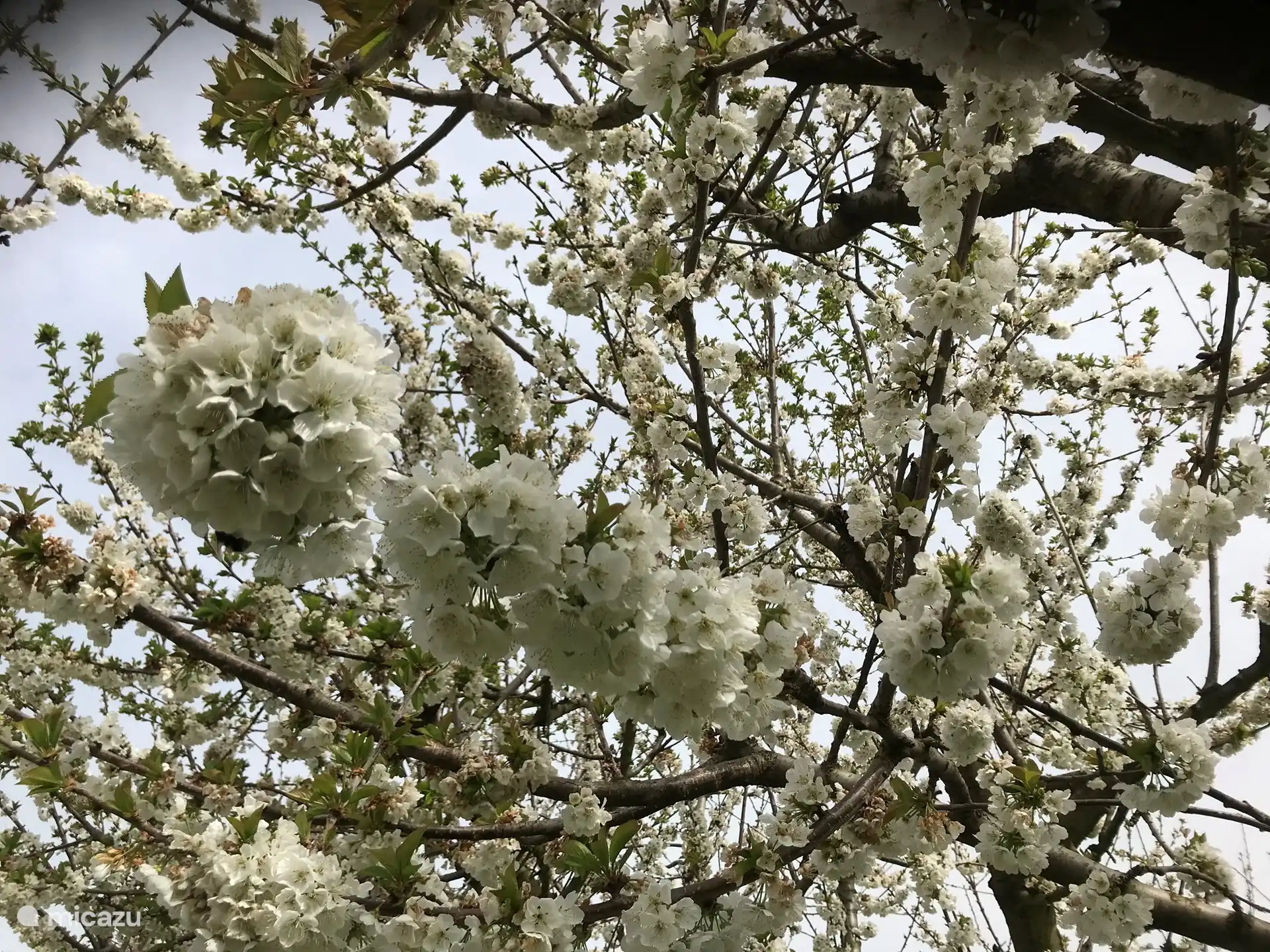 Kirschblüte im März, vom Templerzimmer, dem Kirschblütenzimmer und dem Marmorbad aus haben Sie einen Blick auf dieses Spektakel.
