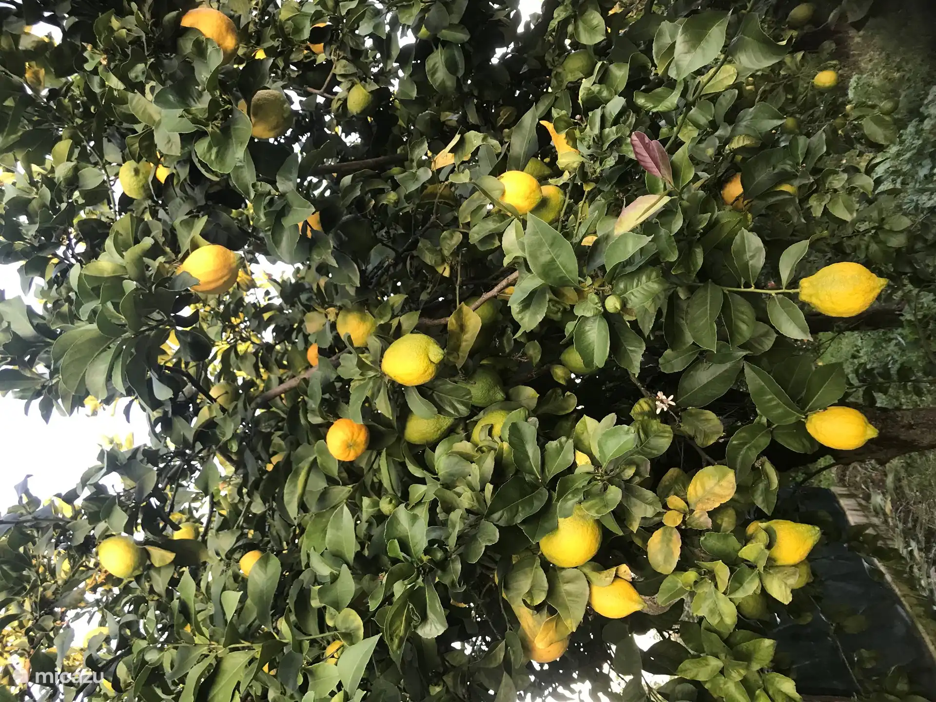 Zitronenbäume im Hof