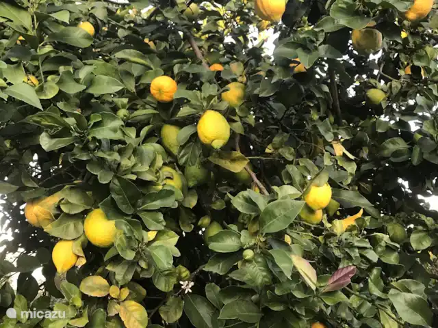 Location de Vacances Portugal, Santarém, Ferreira do Zêzere, ferme - Quinta Pura Natura Citronniers dans la cour