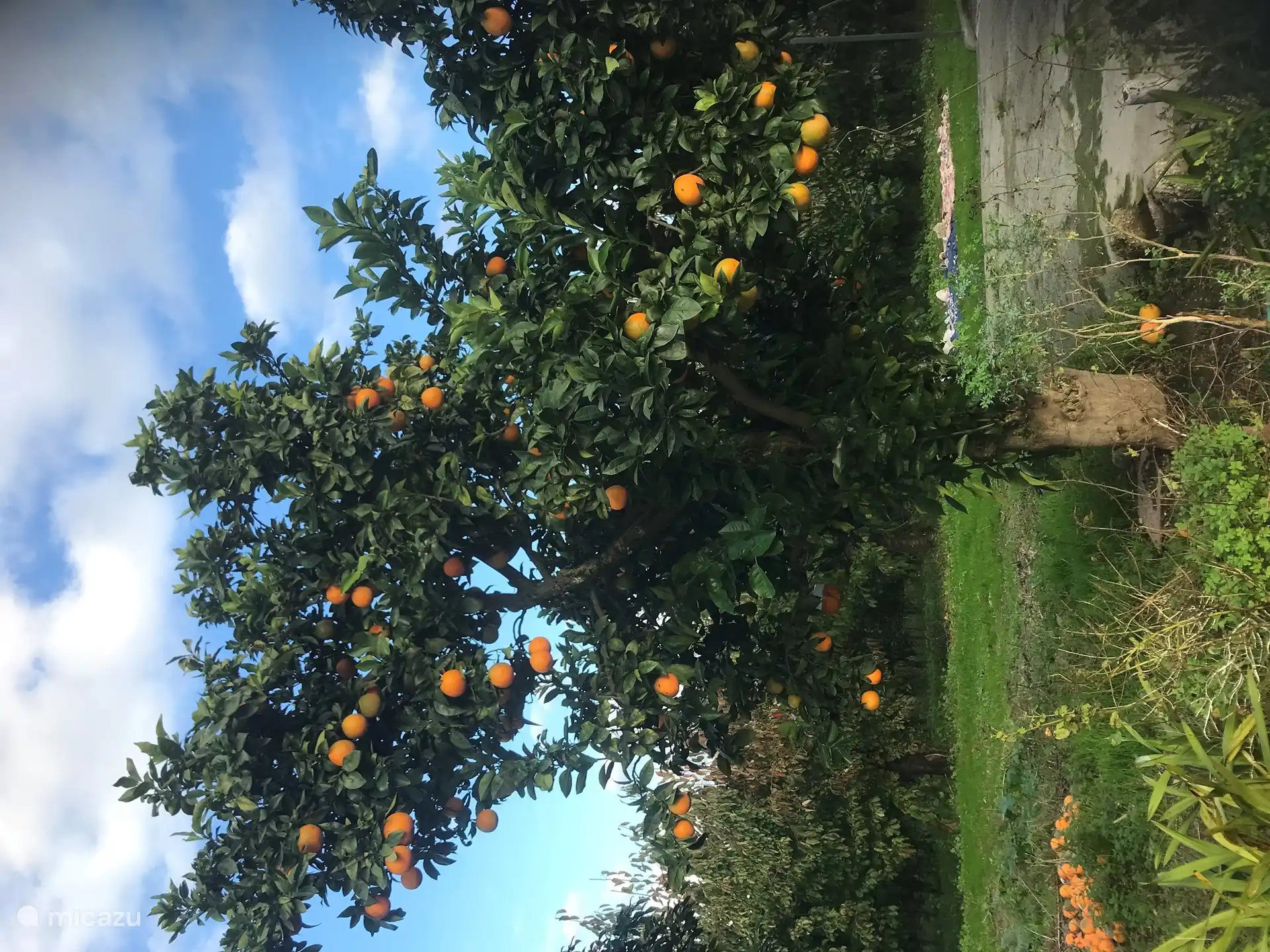 Orangenschalenbaum im Hof