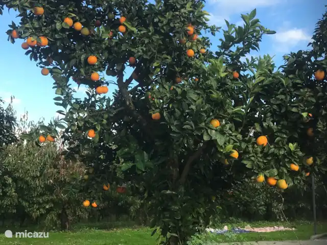 Location de Vacances Portugal, Santarém, Ferreira do Zêzere, ferme - Quinta Pura Natura Arbre à peau d’orange dans la cour