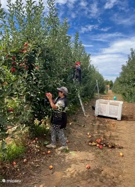 Wenn die Frucht reif ist, gibt es Überfluss! Es gibt viel und es gibt auch etwas zu pflücken....