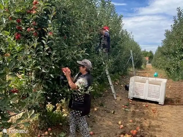 Location de Vacances Portugal, Santarém, Ferreira do Zêzere, ferme - Quinta Pura Natura Quand le fruit est mûr, il y a abondance ! Il y en a beaucoup et il y a aussi quelque chose à cueillir....