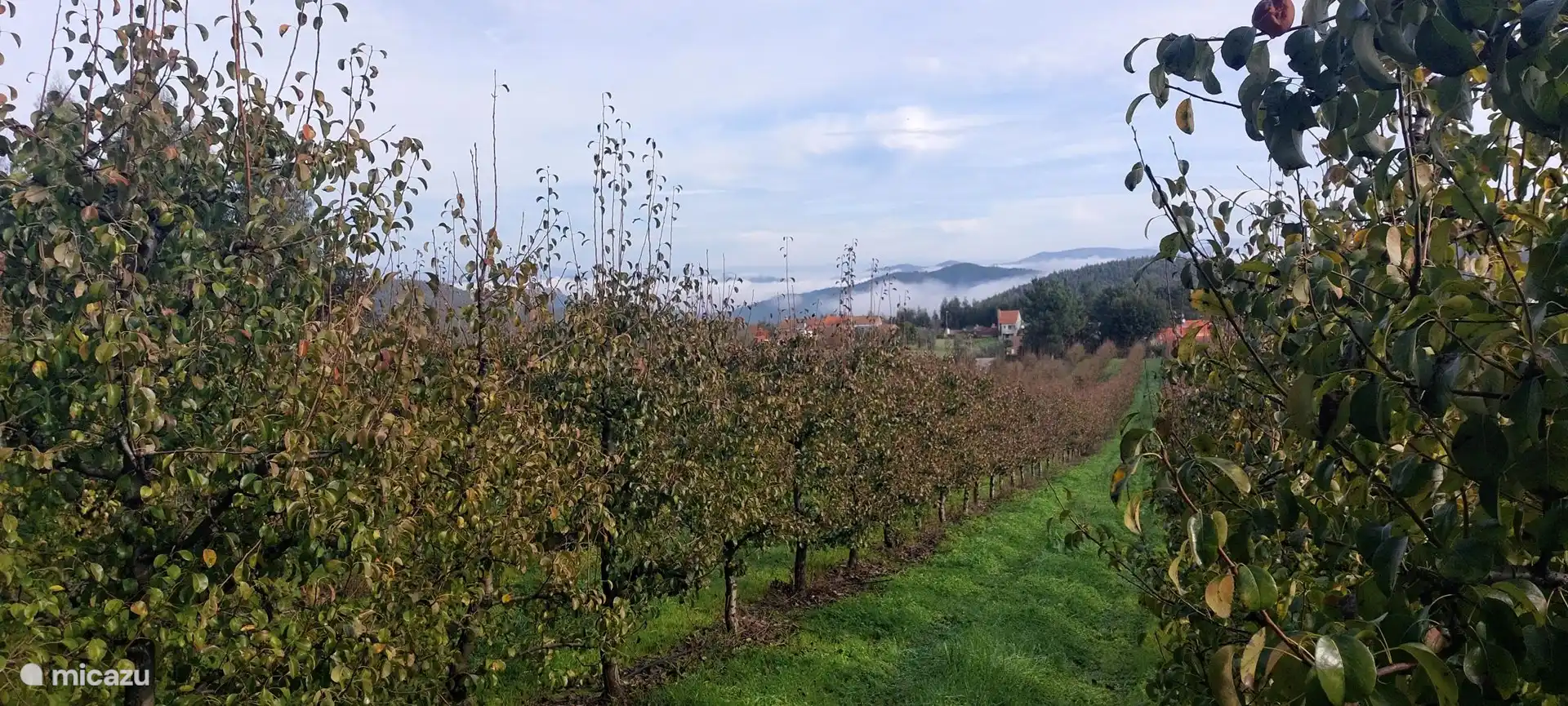 Blick vom Birnengarten, 100m von Quinta Pura Natura entfernt.