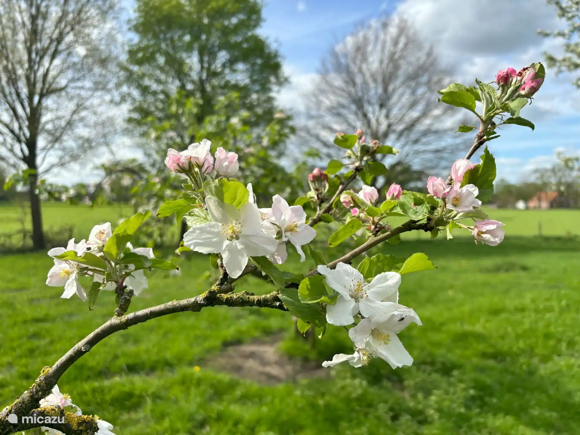 De Welpshof - Au verger