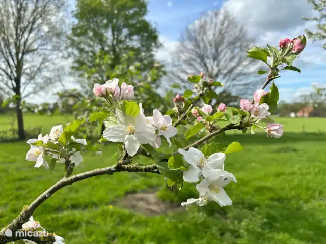 De Welpshof - Aan de Boomgaard huren in Nederland, Gelderland, Aalten - vakantiehuis De Welpshof - Aan de Boomgaard