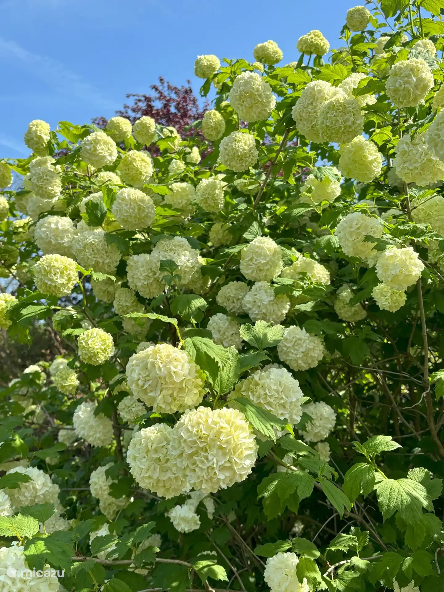 La rose de Gueldre en fleurs