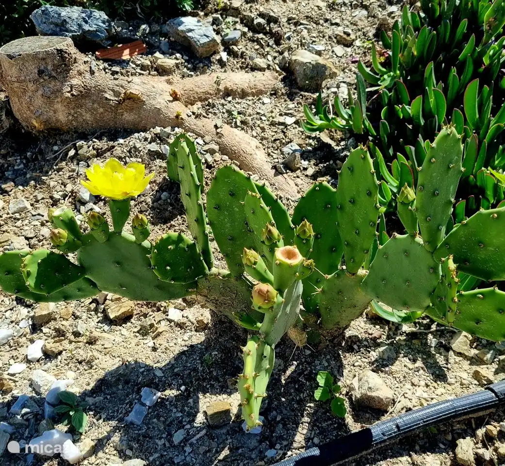 Blooming cactus in the garden
