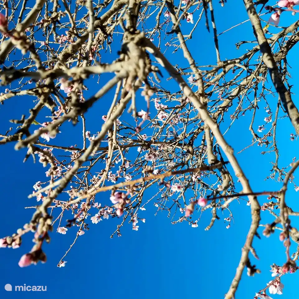 the area with many almond trees