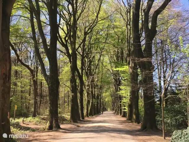 La Villa - vacances sur la Veluwe | Pays-Bas, Gueldre, Bennekom - maison de vacances Hoekelumse Bos