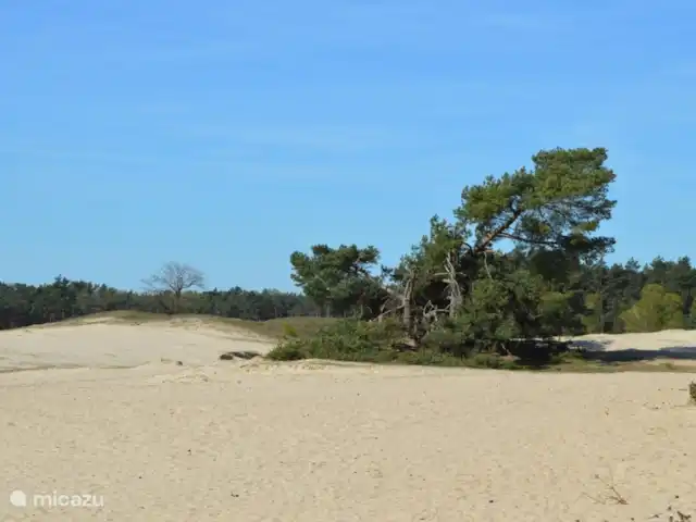 La Villa - vacances sur la Veluwe | Pays-Bas, Gueldre, Bennekom - maison de vacances Hoge Veluwe