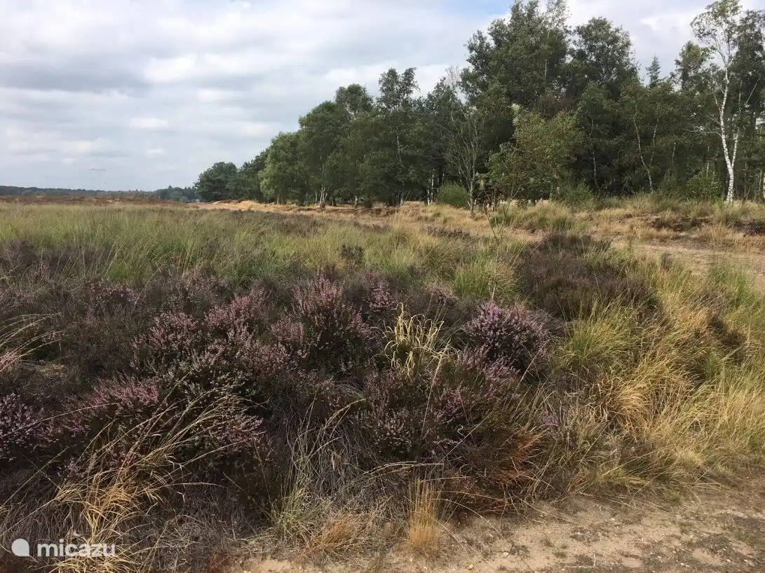 Ginkelse Heide
