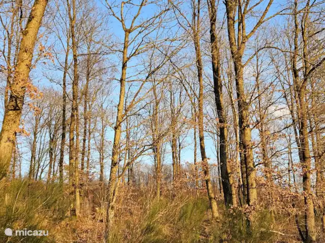 Location de Vacances Allemagne, Rhénanie-Palatinat, Kirchen/Sieg, appartement - Appartement Sander Partout, la nature à profusion pour les humains et les animaux. Le Westerwald est considéré comme la région la plus verte d’Allemagne.