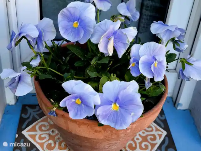 Location de Vacances Allemagne, Rhénanie-Palatinat, Kirchen/Sieg, appartement - Appartement Sander