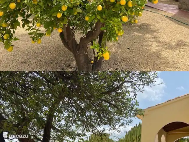 Villa Naranja huren in Spanje, Costa Blanca, Alfáz del Pi - villa Tuin