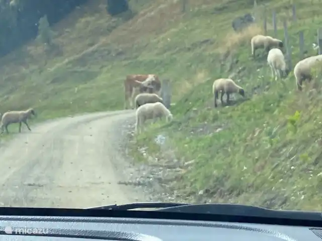 EstudioPepper en Austria, Carintia, Stall - studio Desierto