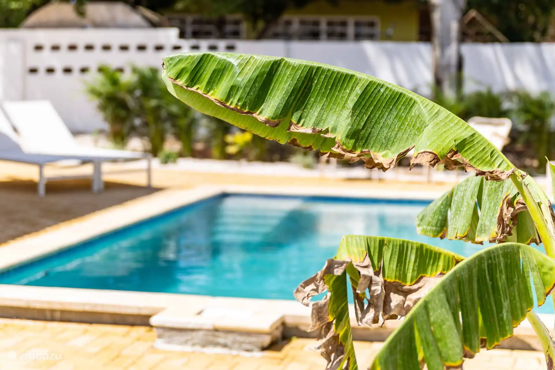 schöner und geräumiger Swimmingpool mit Bank und 6 bequemen Sonnenliegen sowie ein tropischer Garten.