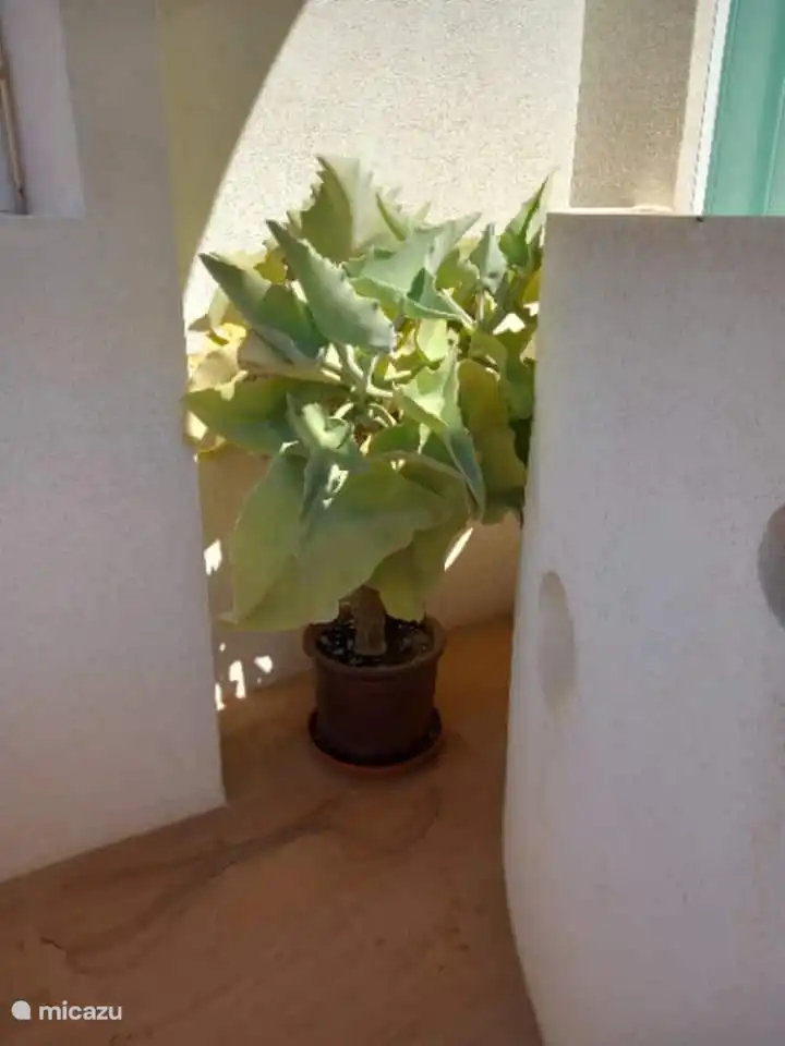 Glückliche Pflanze! (Terrras Hauptschlafzimmer 2. Stock, Dorfseite)