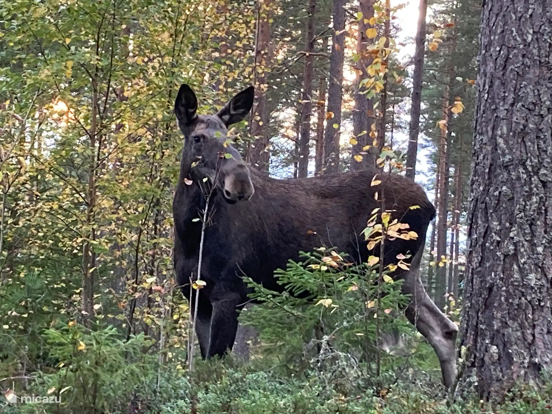 Qui sait, tu pourrais même rencontrer ce beau gosse pendant le safari de l’orignal