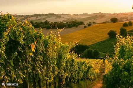 Domaines viticoles - dégustation de vins