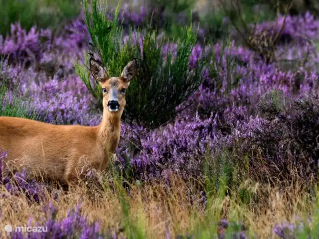De Akkers huren in Nederland, Drenthe, De Kiel - vakantiehuis