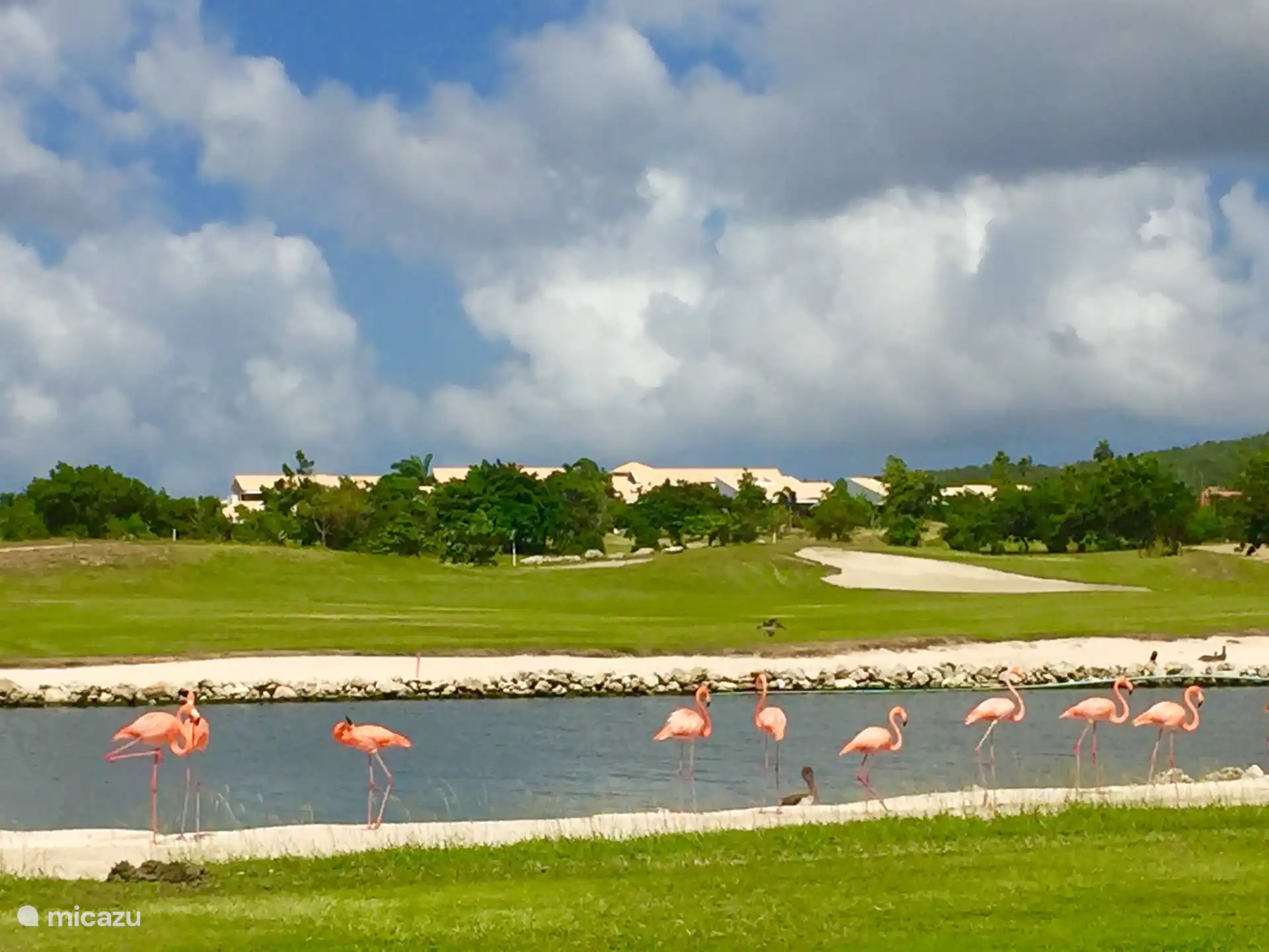 Flamingos vor der Veranda der Beach Villa