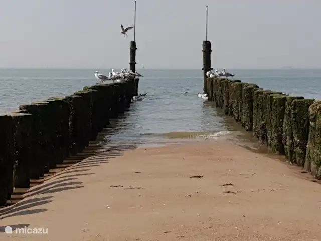 Maison de vacances vue mer | Pays-Bas, Zélande, Flessingue - maison de vacances Plage de baignade Boulevard de Vlissingen