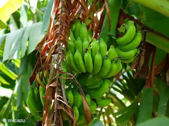 studio en Curazao, Curazao Centro, Santa Rosa-Scherpenheuvel – Estudio Rosa - apartamentos Aquila Huerto propio donde se pueden recoger plátanos, entre otras cosas.