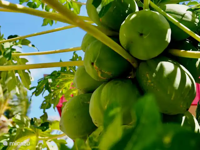 Apartamento Domenica - Aquila en Curazao, Curazao Centro, Santa Rosa-Scherpenheuvel - apartamento Huerto propio donde podrás recoger papayas, entre otras cosas.