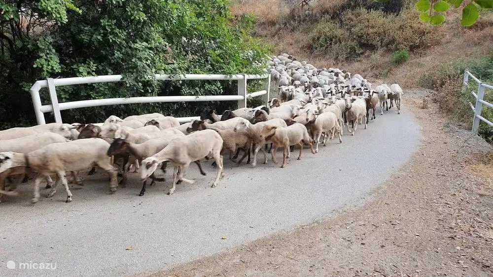 Schafhirten in der näheren Umgebung