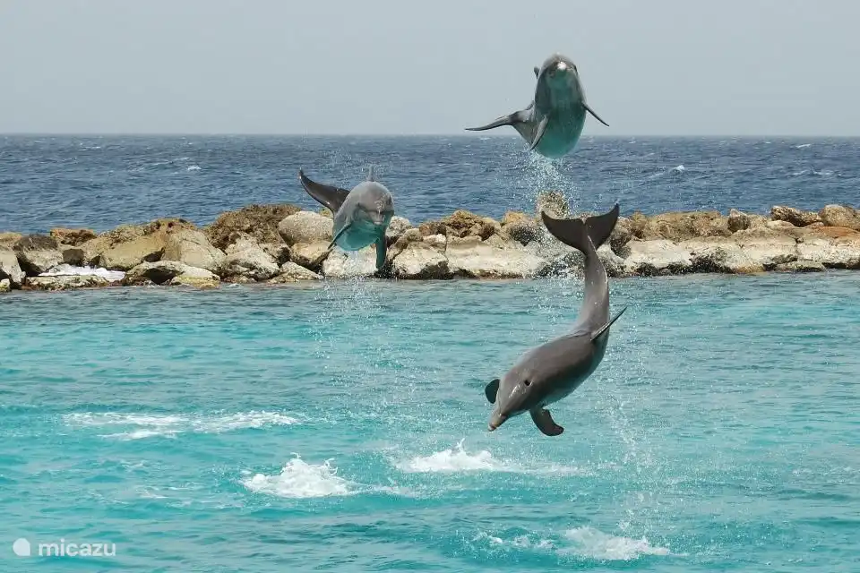 The Sea Aquarium is a 10-minute drive away.