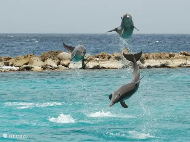 NOUVELLE Villa à Vista Royal 2-16 p. | Curaçao, Banda Ariba (est), Vista Royal - villa L'aquarium marin se trouve à 10 minutes en voiture.