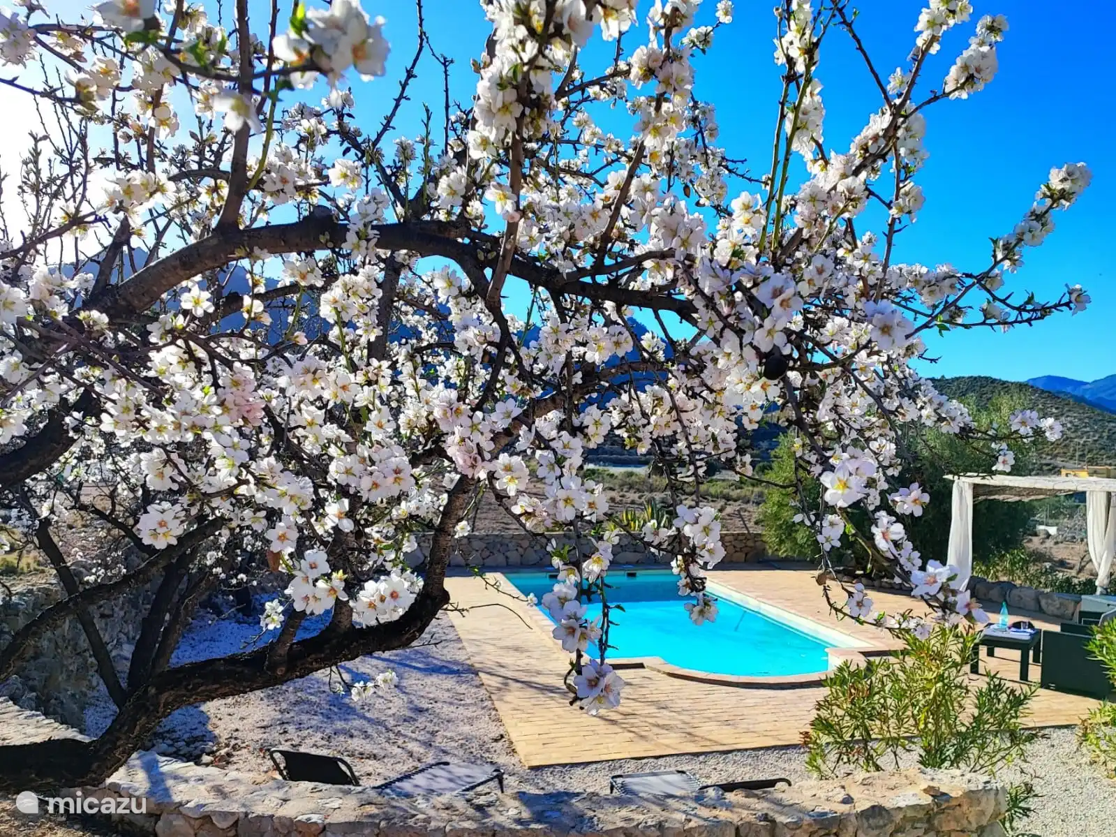 Vista de la piscina durante la floración de los almendros.