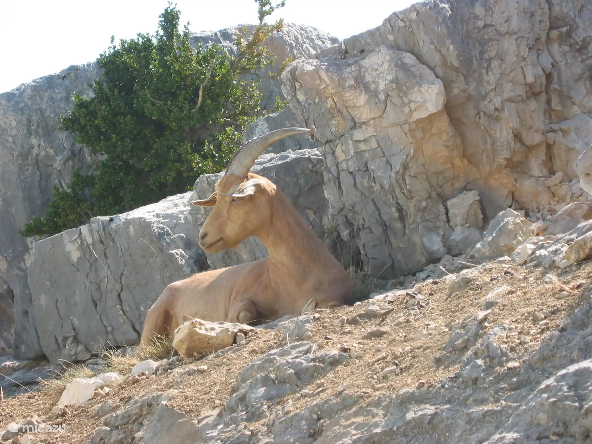 Faune sauvage dans les Gorges du Verdon