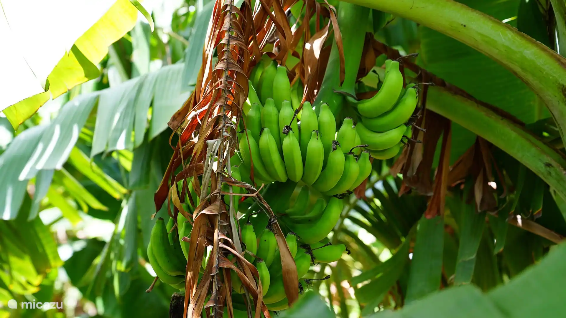 Eigener Pflückgarten, in dem Sie unter anderem Kochbananen pflücken können