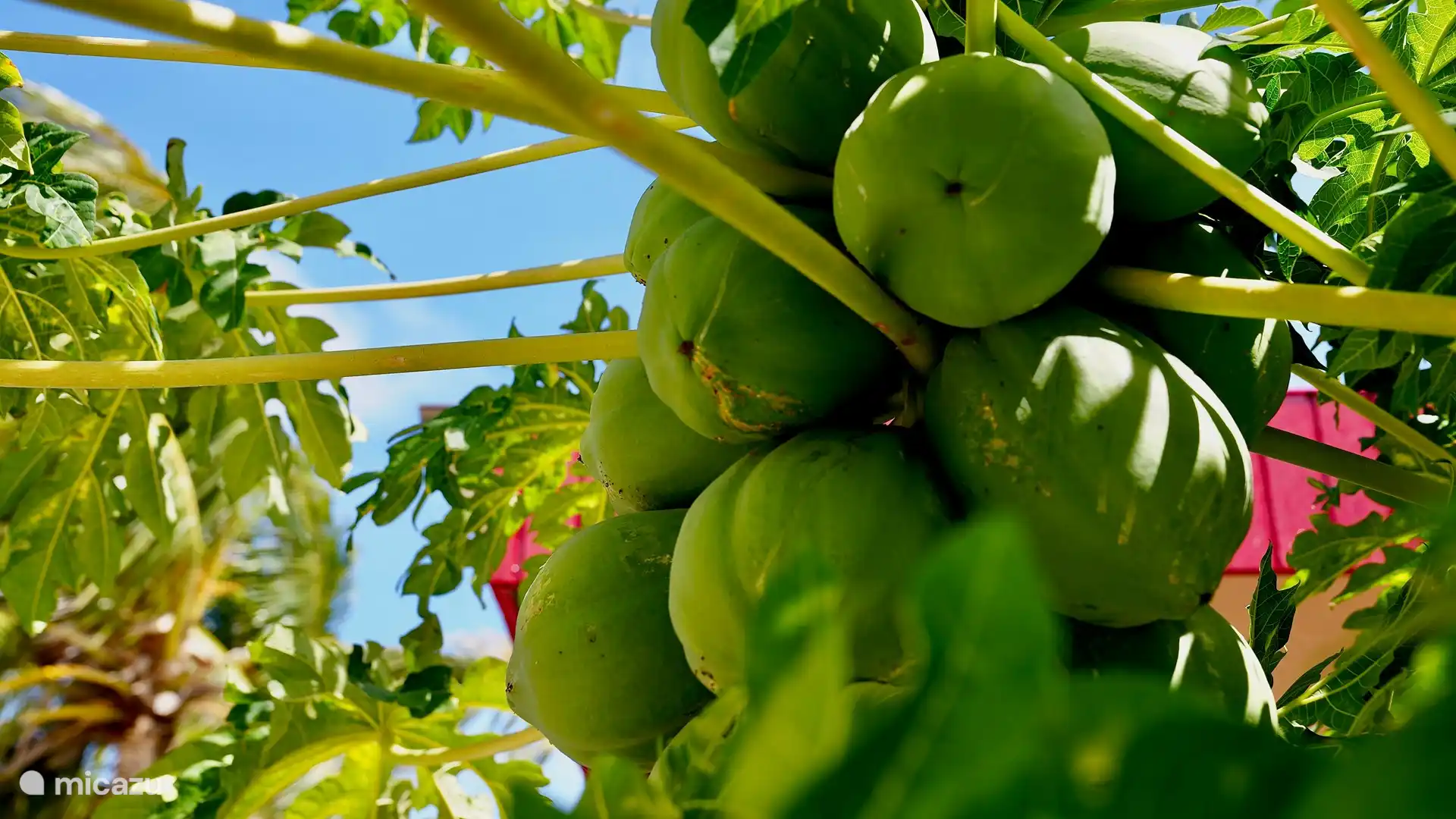 Eigener Pflückgarten, in dem Sie unter anderem Papayas pflücken können