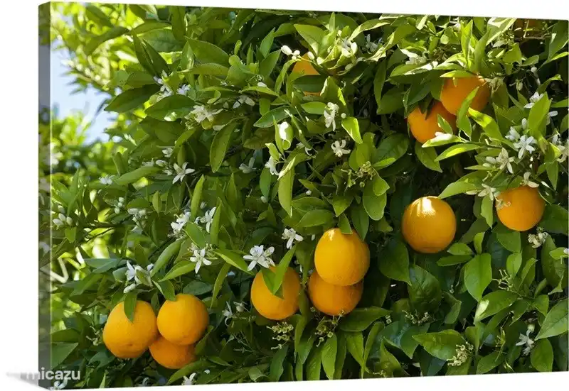 Wunderschön gelegen zwischen Orangenhainen und Olivenbäumen