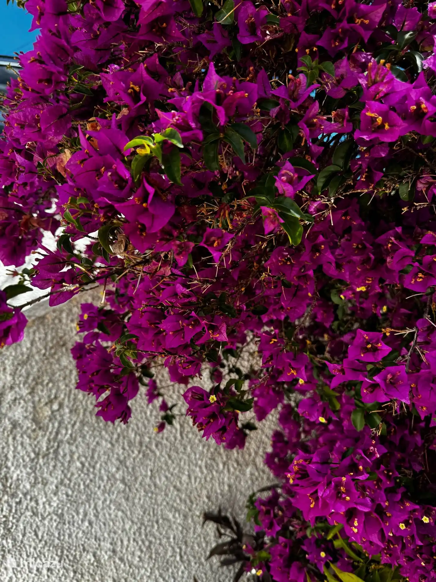 Bougainville... sch&#246;ne typisch spanische Pflanze f&#252;r den Garten.