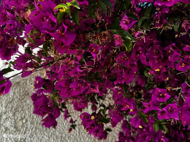 Casa Luna | Espagne, Costa Blanca, Orba - villa Bougainville... belle plante typiquement espagnole pour le jardin.