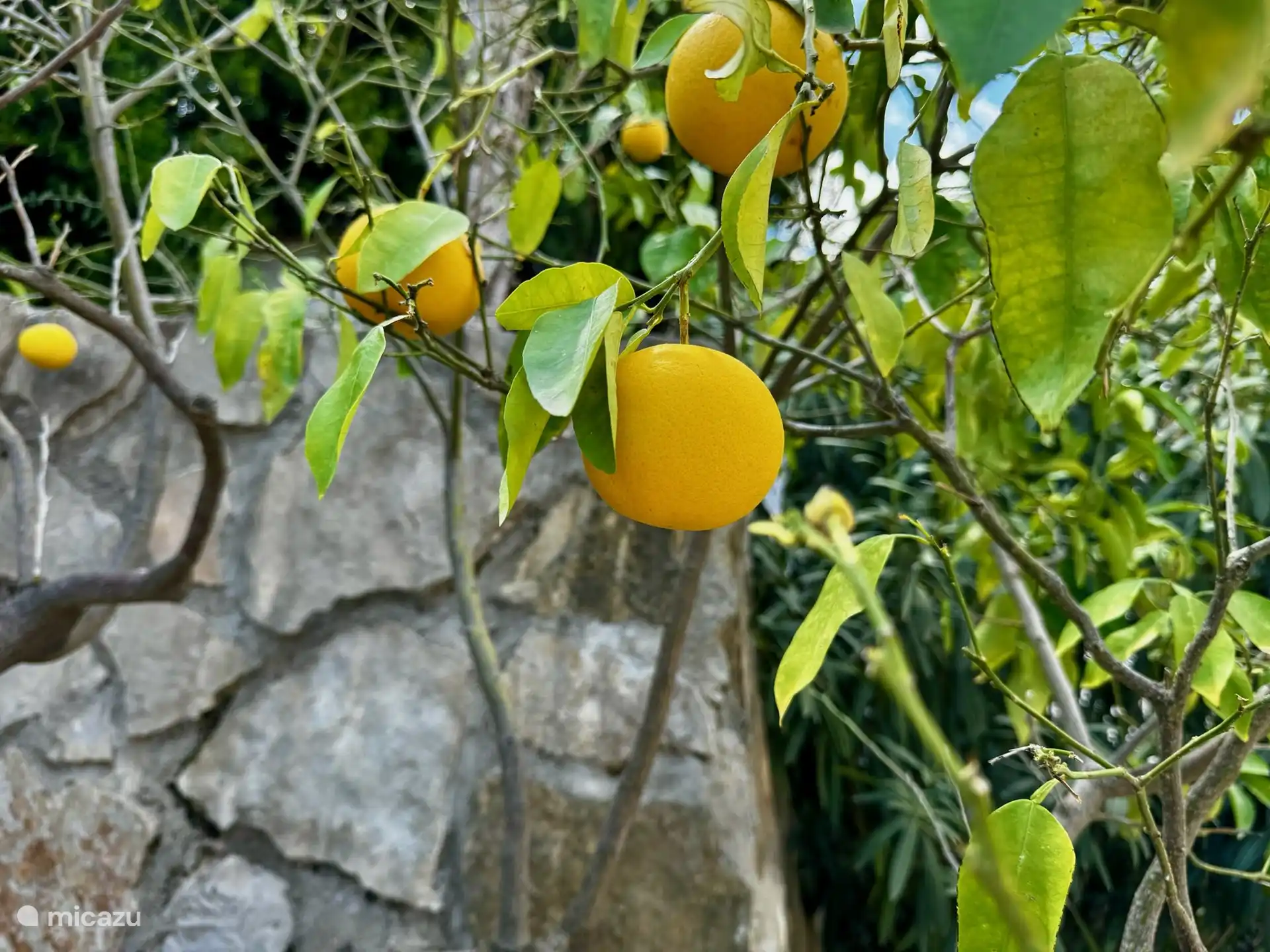 Die Zitrusb&#228;ume sind in dieser Region beliebt, die Obstg&#228;rten sind voll davon.