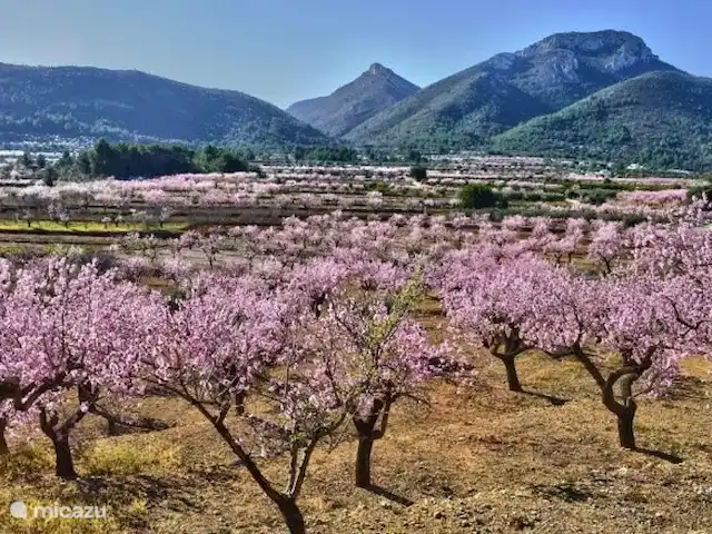 Casa Luna | Espagne, Costa Blanca, Orba - villa De la maison, vous avez une belle vue sur la vallée et surtout lorsque les arbres sont en fleurs, c’est magnifique.