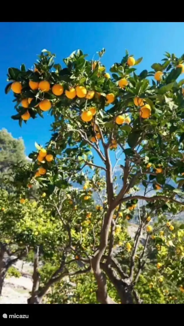 In und um Orba finden Sie viele Zitrusb&#228;ume und Orangenhaine. 