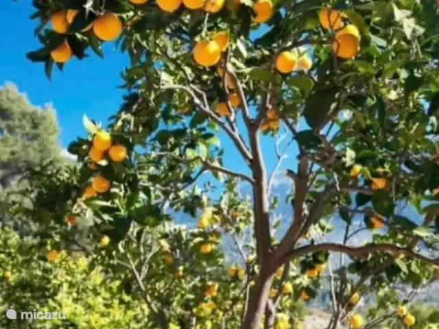 Casa Luna | Espagne, Costa Blanca, Orba - villa Dans et autour d’Orba, vous trouverez de nombreux agrumes et orangeraies.